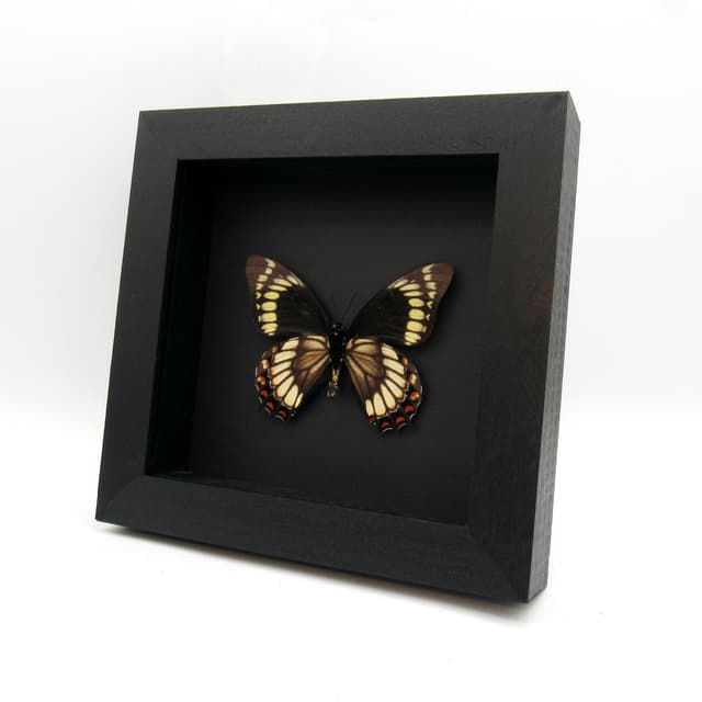Rare black butterfly framed taxidermy - Papilio scamander - large female