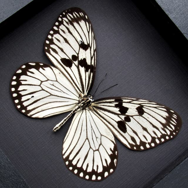 Real white Rice Wing butterfly framed taxidermy - Idea durvillei theia