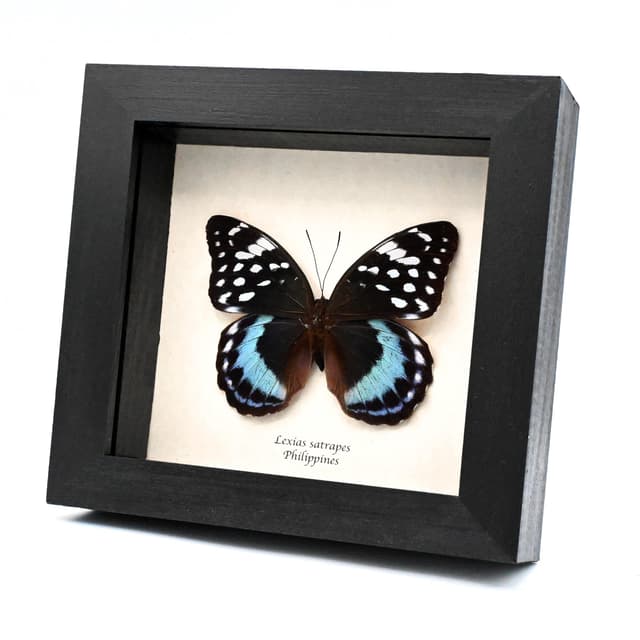 Large real blue butterfly framed taxidermy - Lexias satrapes