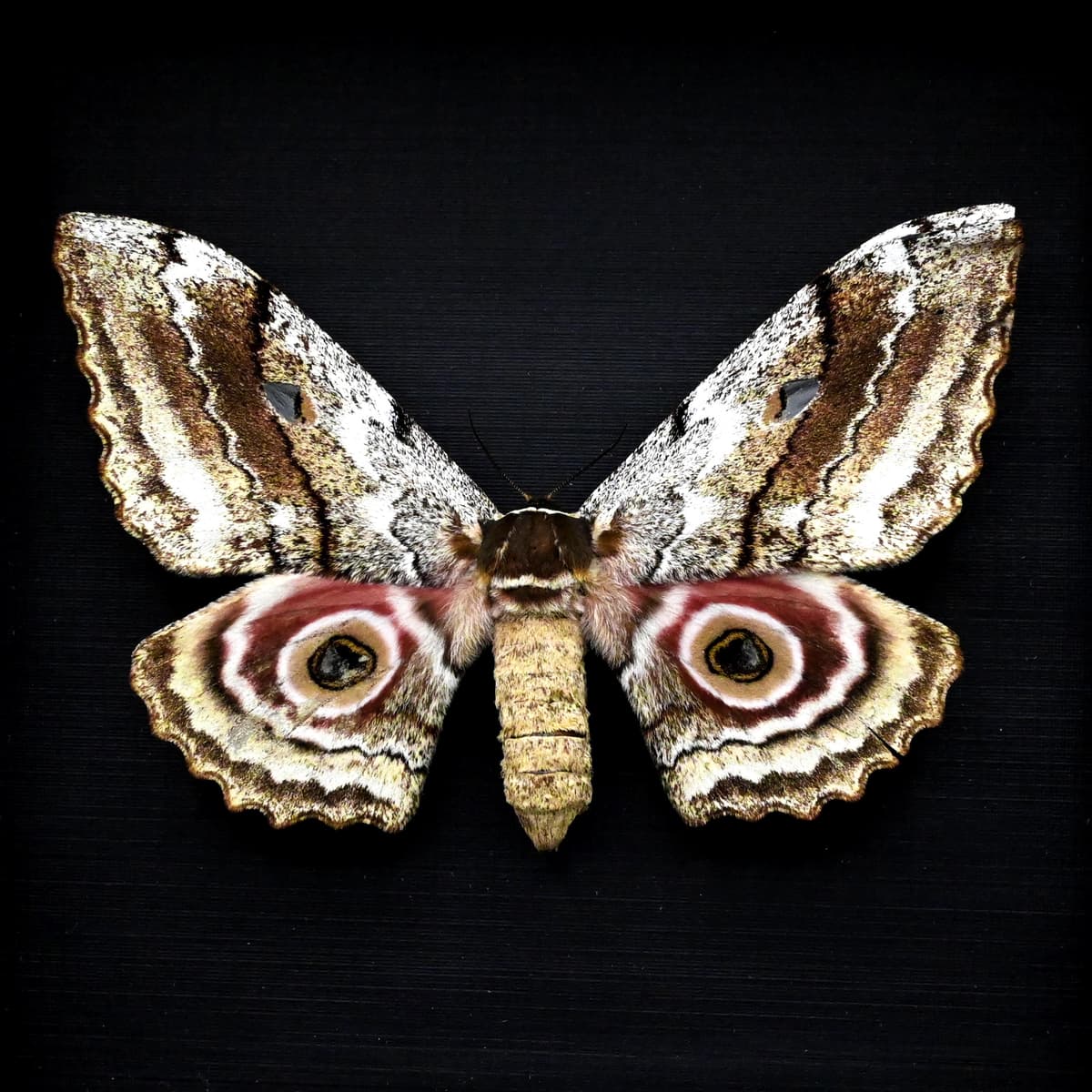 Real pink Speckled Emperor moth framed taxidermy - Gynanisa maja - female