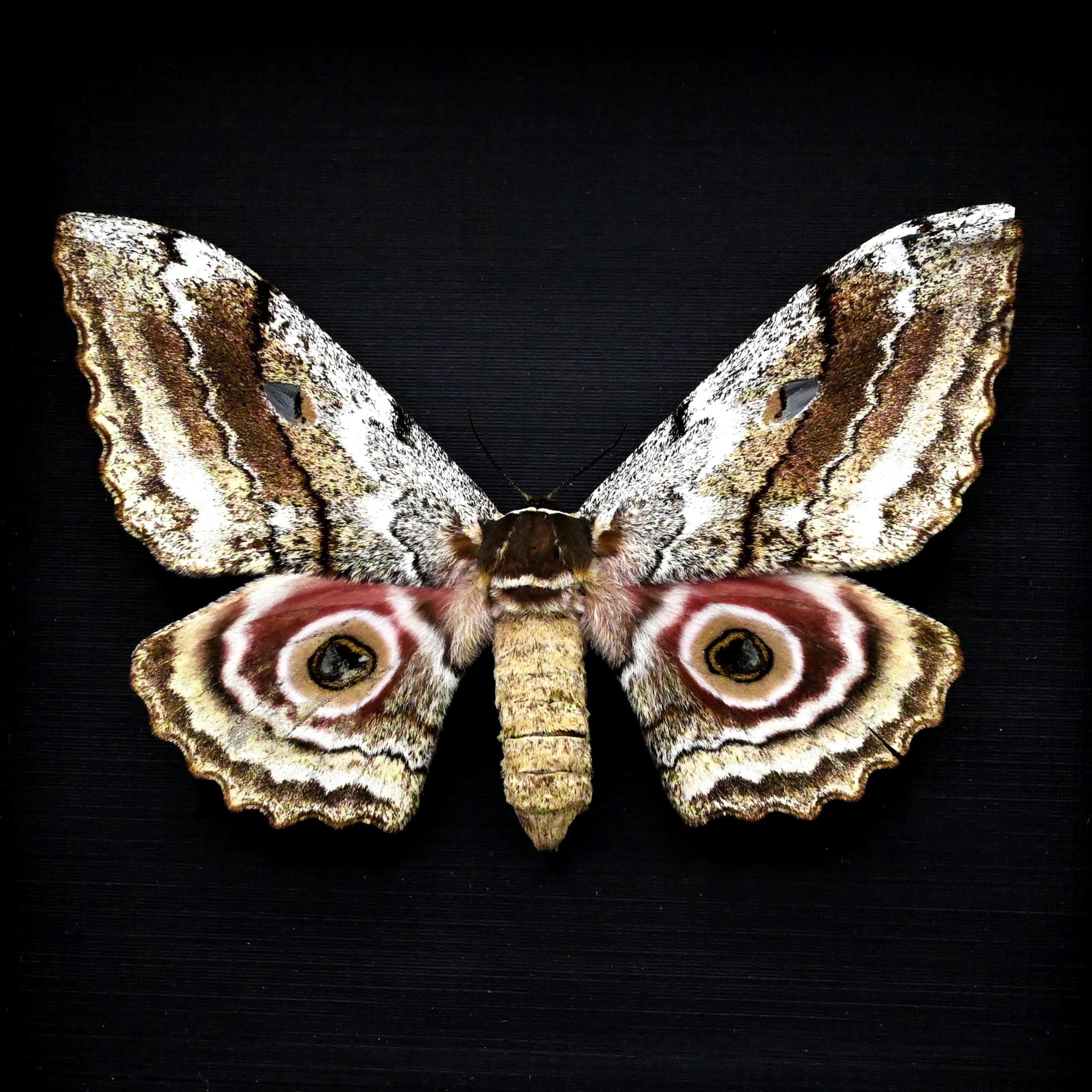 Real pink Speckled Emperor moth framed taxidermy - Gynanisa maja - female