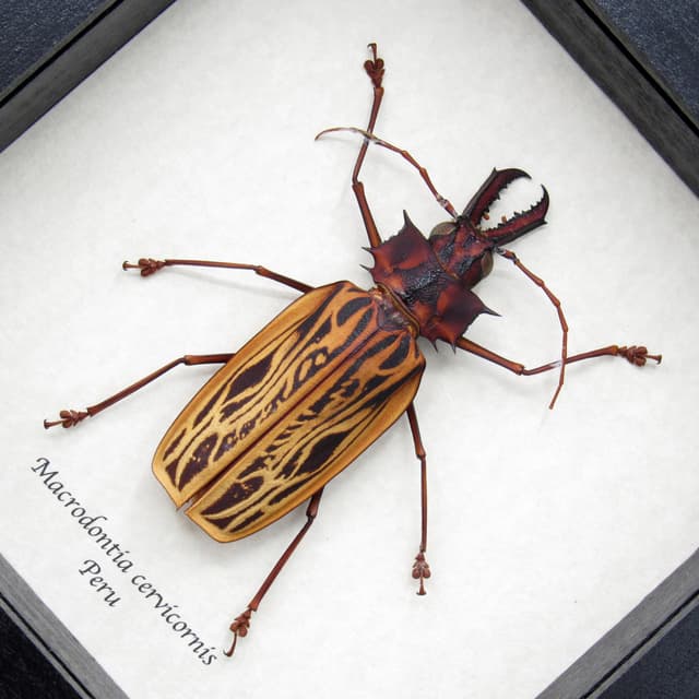 Real large beetle framed taxidermy - Macrodontia cervicornis