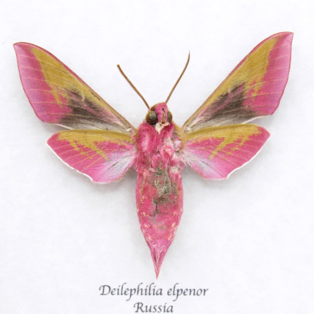 Real pink Elephant Hawk moth framed taxidermy - Deilephilia elpenor