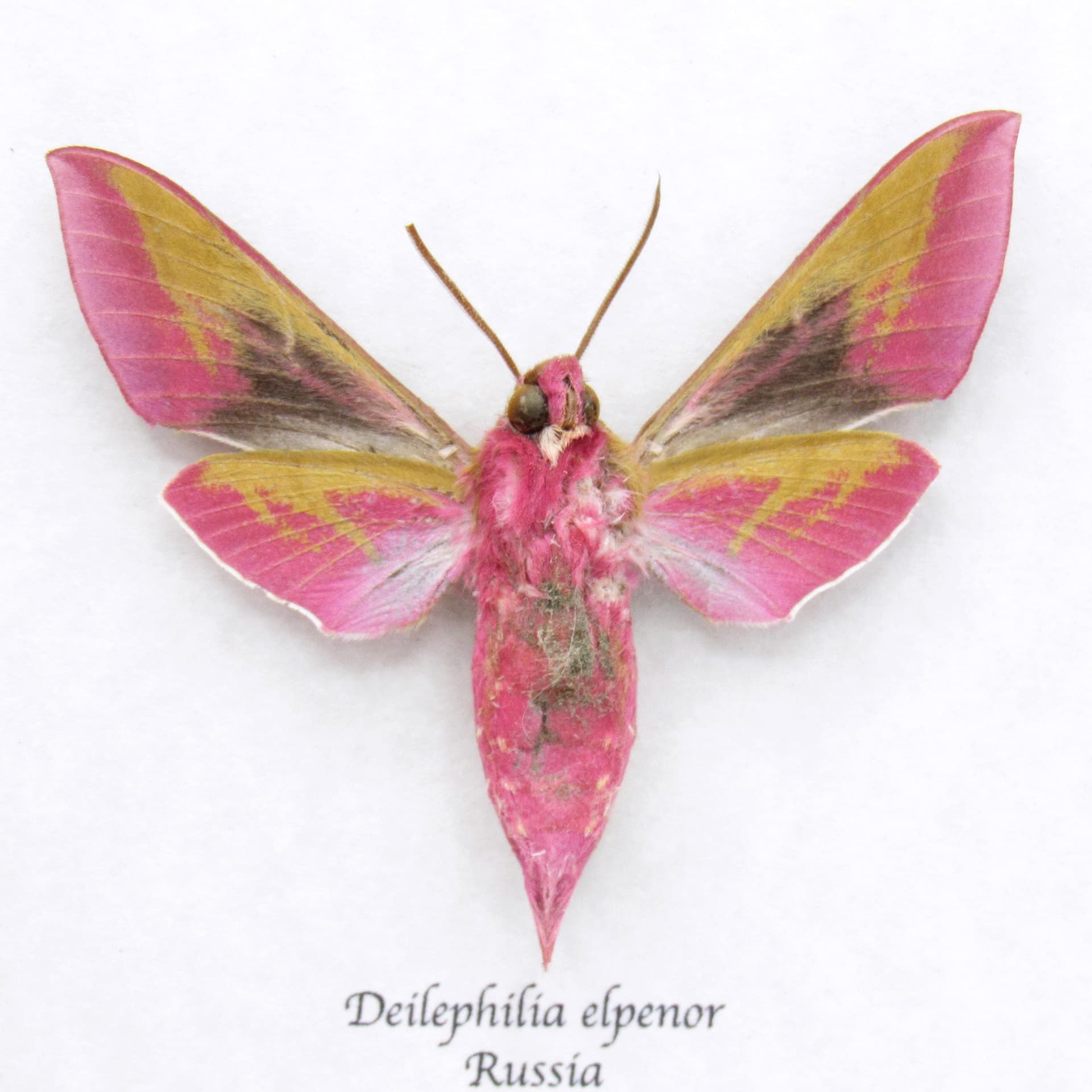 Real pink Elephant Hawk moth framed taxidermy - Deilephilia elpenor