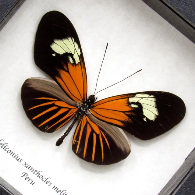 Real orange Longwing butterfly framed taxidermy - Heliconius xanthocles melittus