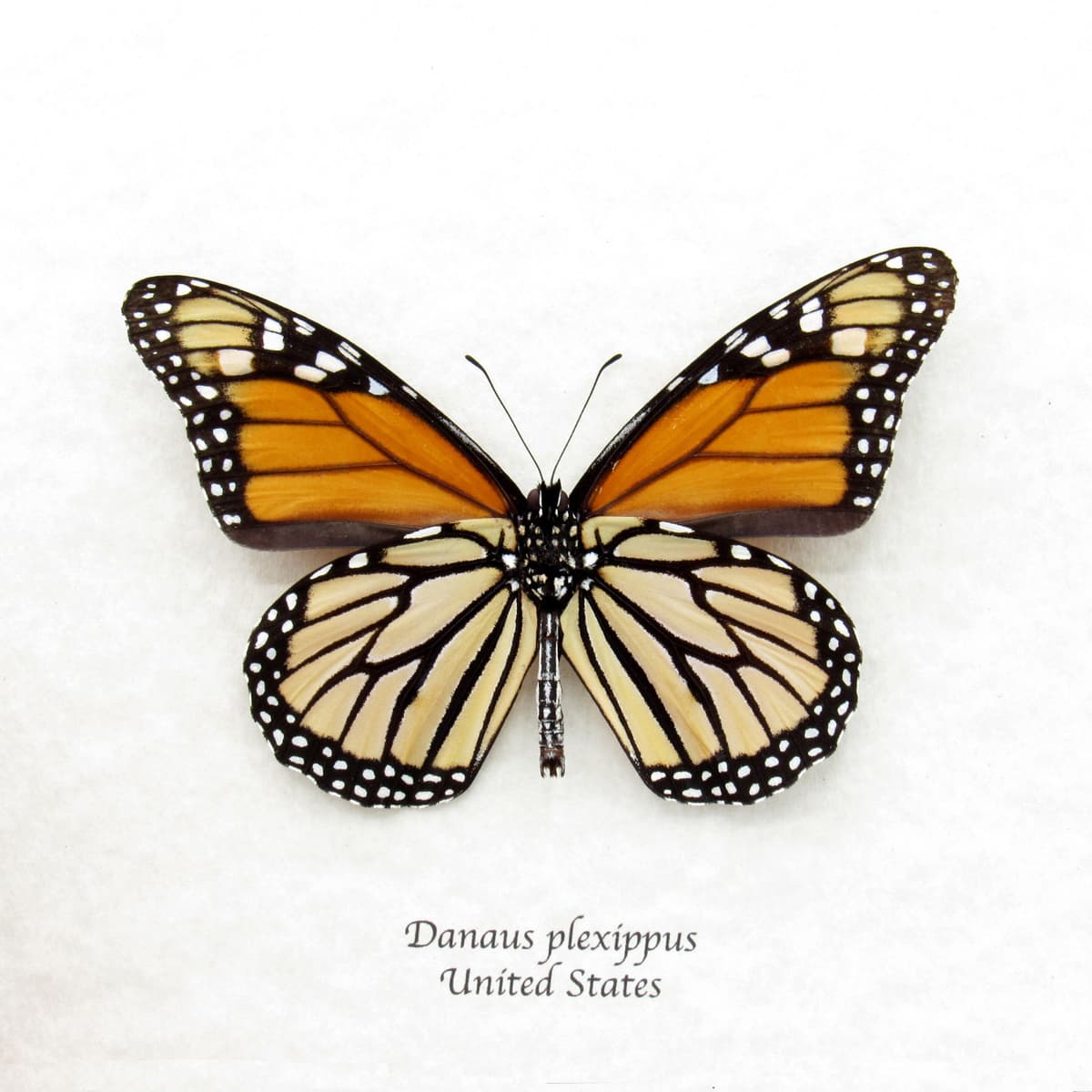 Real XL Monarch framed taxidermy butterfly - Danaus plexippus