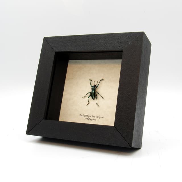 WEEVIL MANIA - Real green beetle framed - Pachyrhynchus inclytus