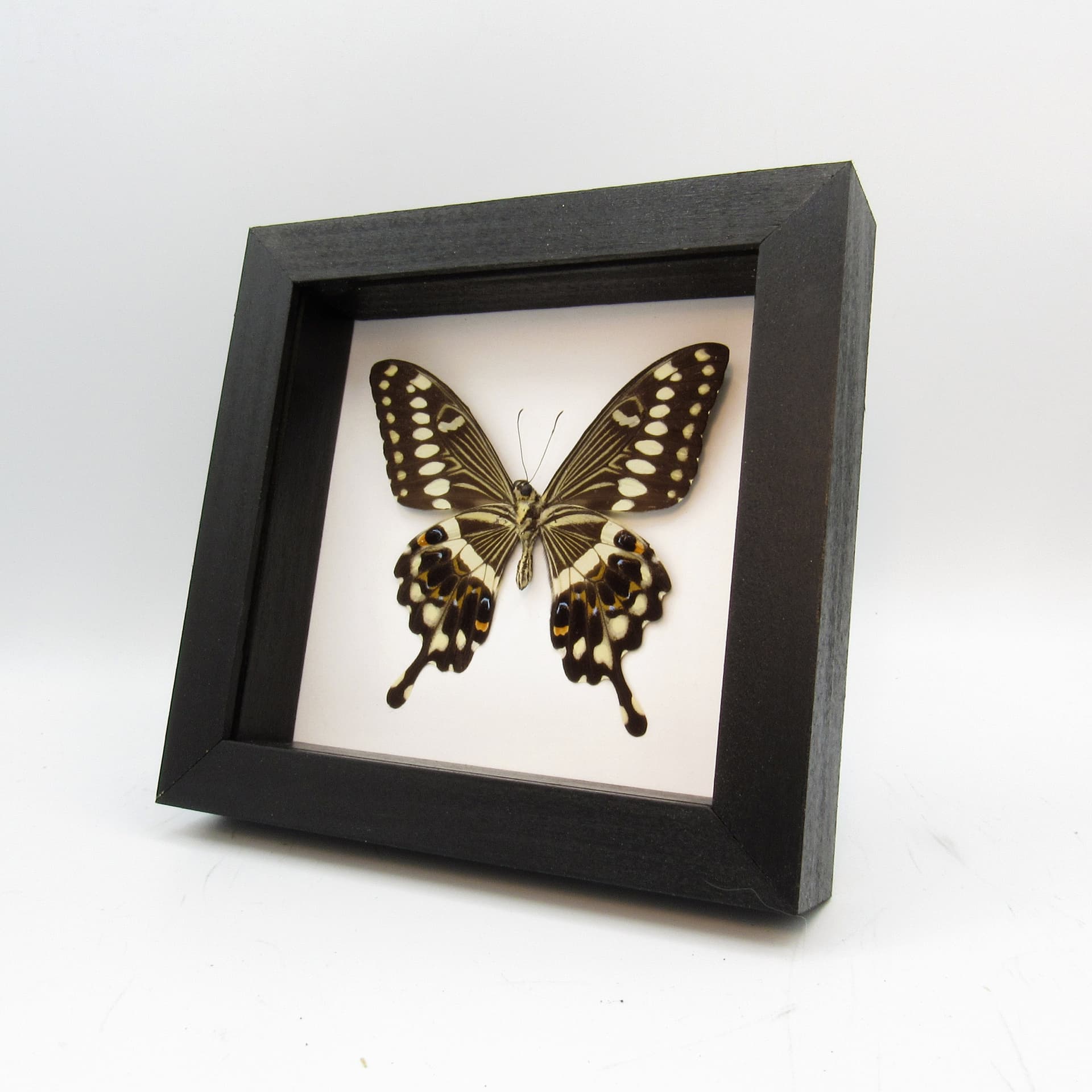Real butterfly framed taxidermy - Papilio lormieri
