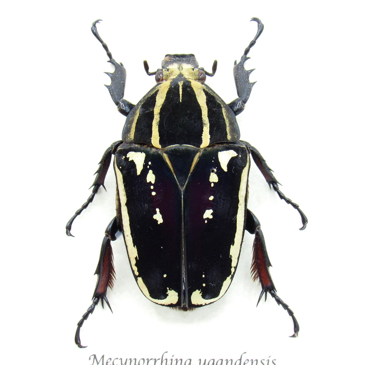 Rare deep purple Scarab beetle framed taxidermy - Mecynorrhina ugandensis - large female