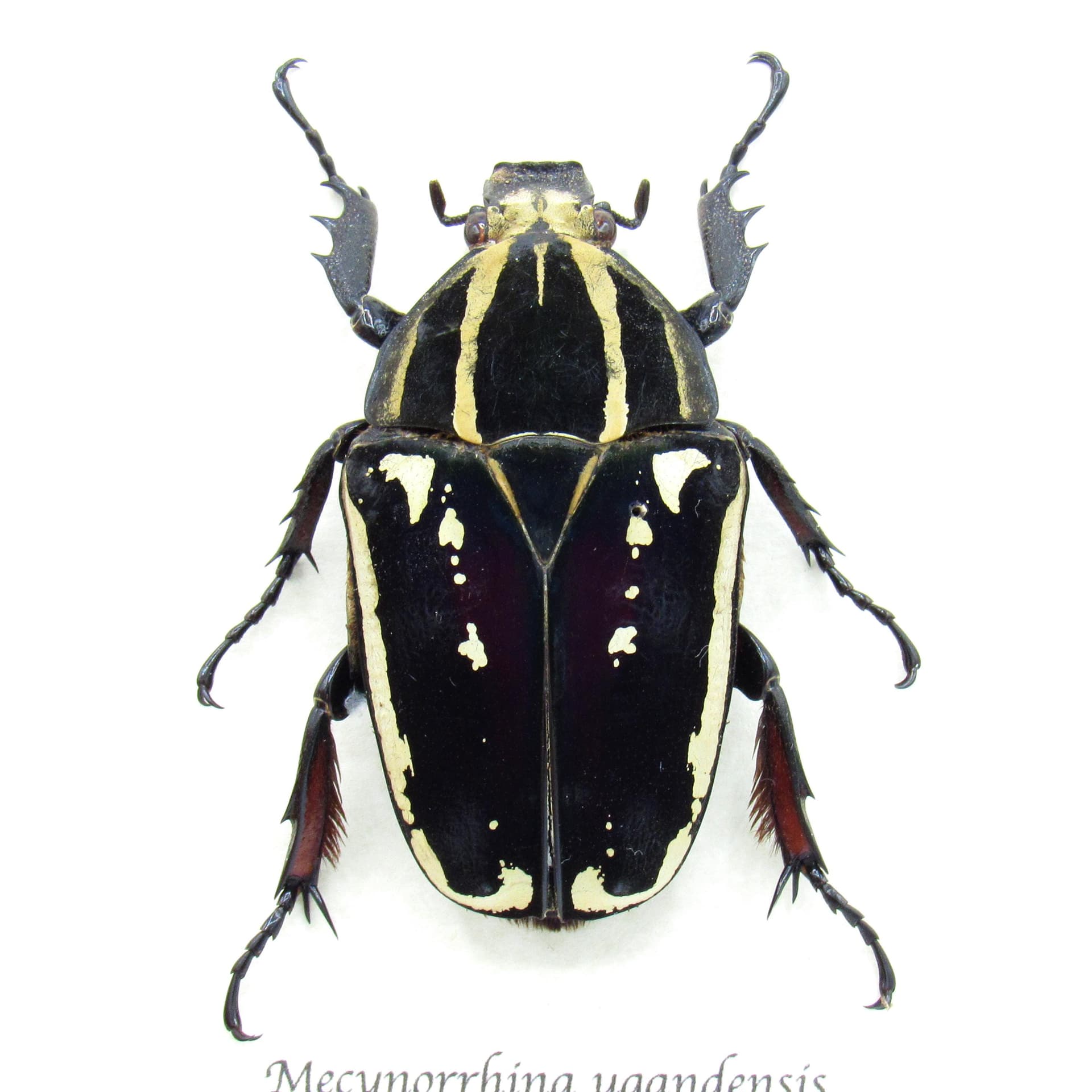 Rare deep purple Scarab beetle framed taxidermy - Mecynorrhina ugandensis - large female