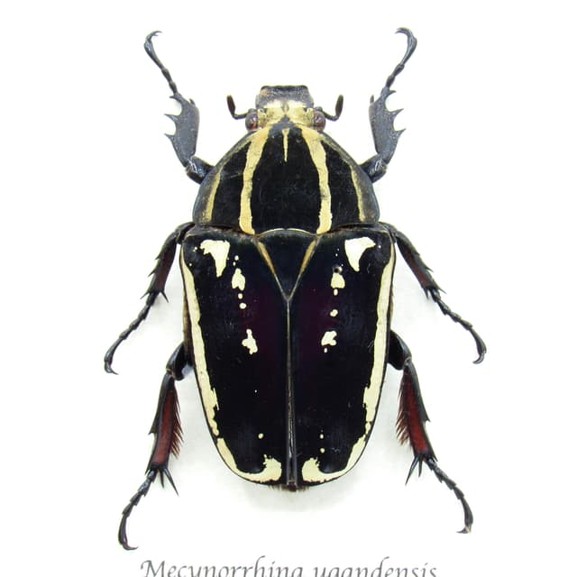 Rare deep purple Scarab beetle framed taxidermy - Mecynorrhina ugandensis - large female