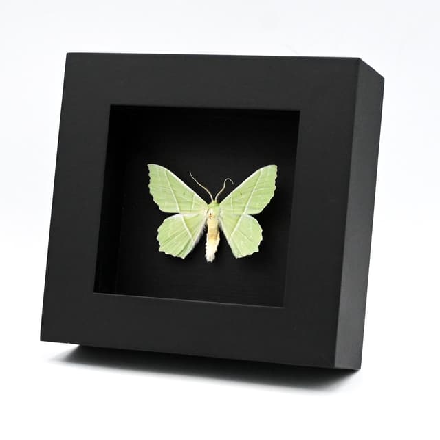 Real Green Geometer moth framed taxidermy - Geometra species