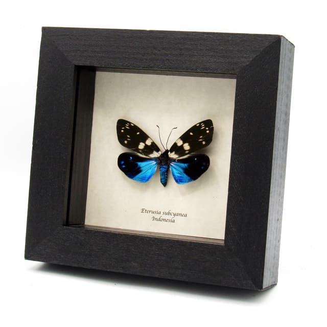 Rare metallic Day Flying moth framed taxidermy - Eterusia subcyanea - female