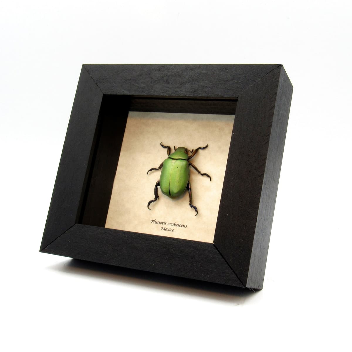 Large scarab beetle framed taxidermy - Plusiotis erubescens