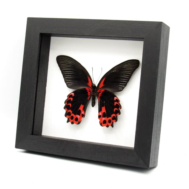 Real red Swallowtail butterfly framed taxidermy - Papilio rumanzovia