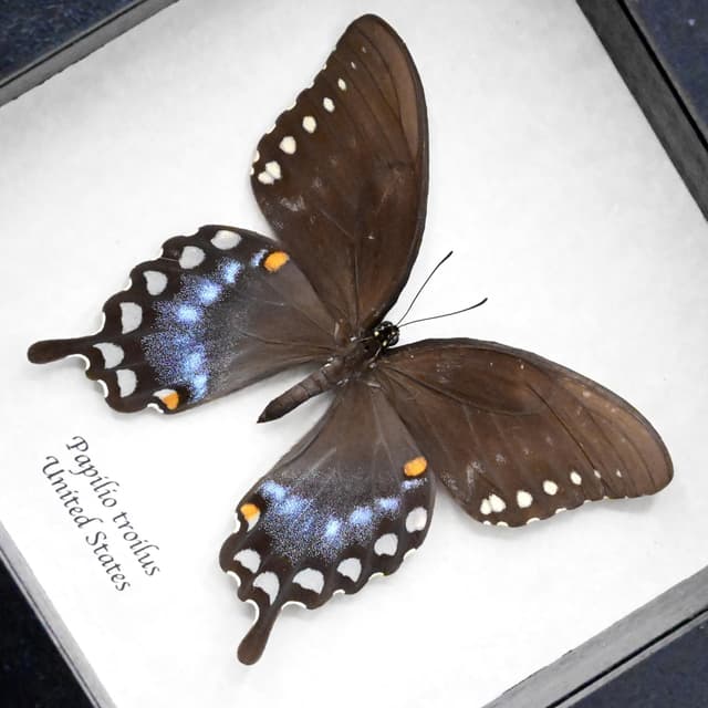 Real Spicebush Swallowtail butterfly framed taxidermy - Papilio troilus - large female