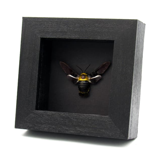 Rare Eastern Carpenter-bee Hawkmoth framed taxidermy - Sataspes xylocoparis