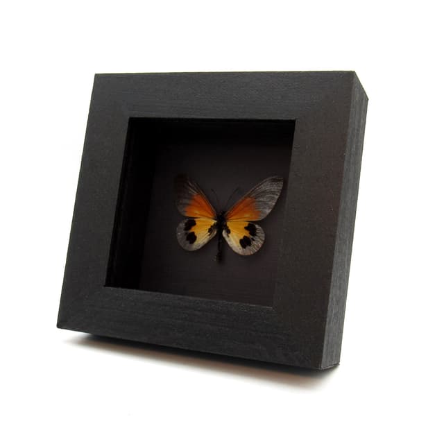Real African Glasswing butterfly framed taxidermy - Acraea species