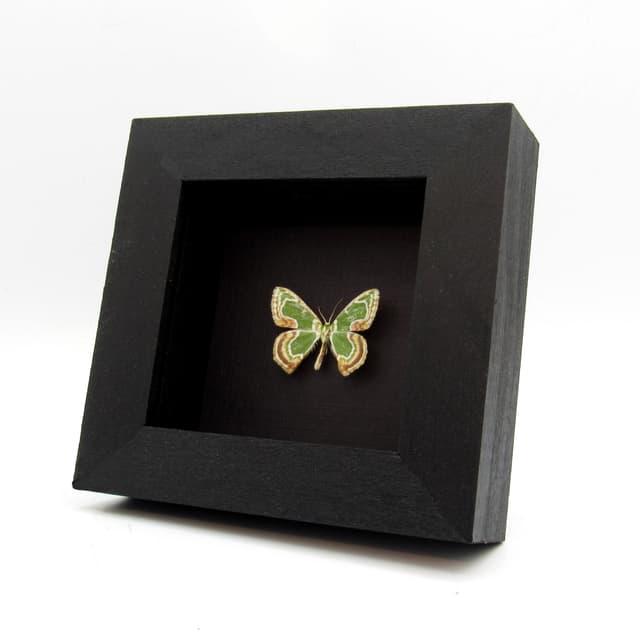 Real tiny green Geometer moth framed taxidermy - Eucyclodes sanguilineata