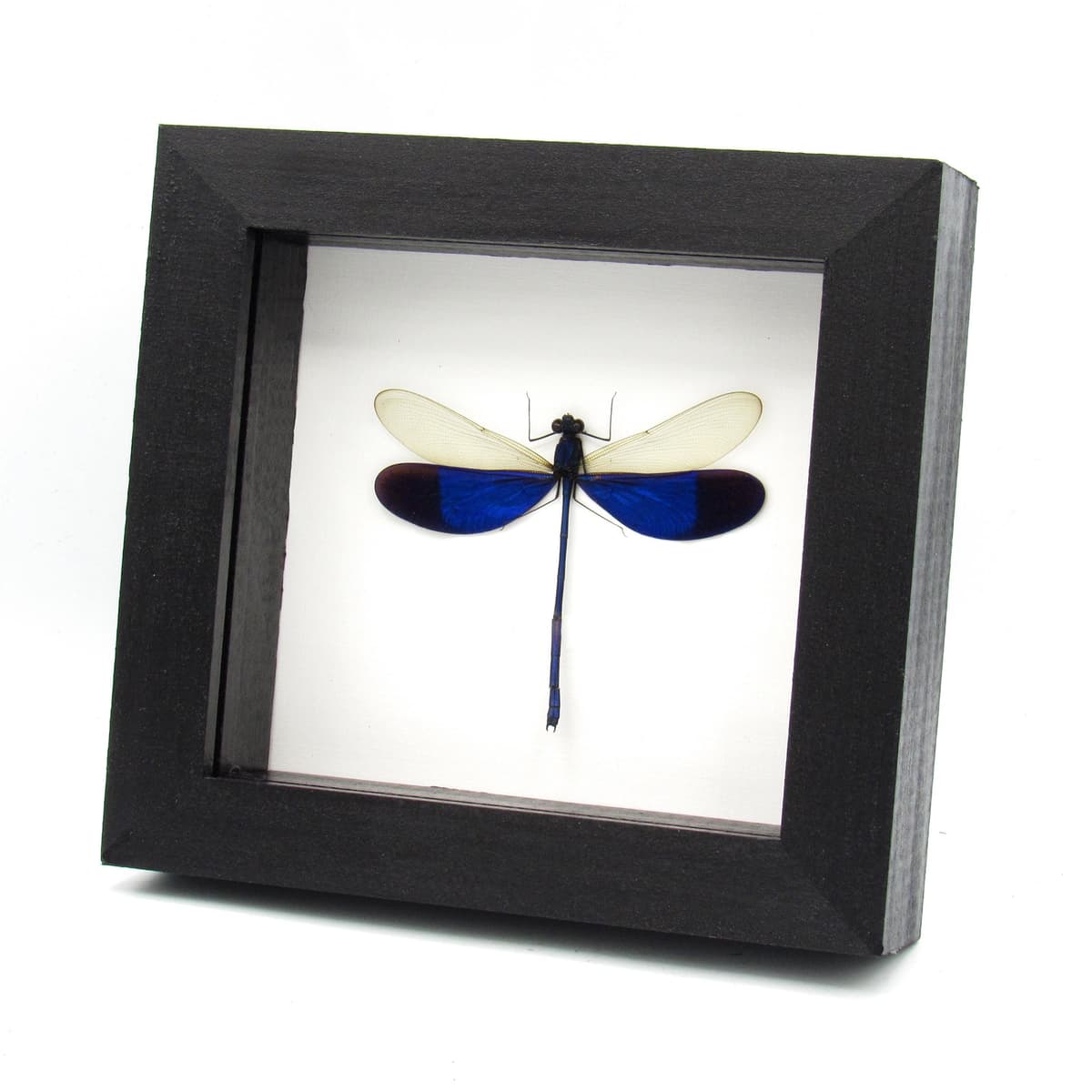 Real large Blue Damselfly Dragonfly framed taxidermy - Neurobases kaupi pavo