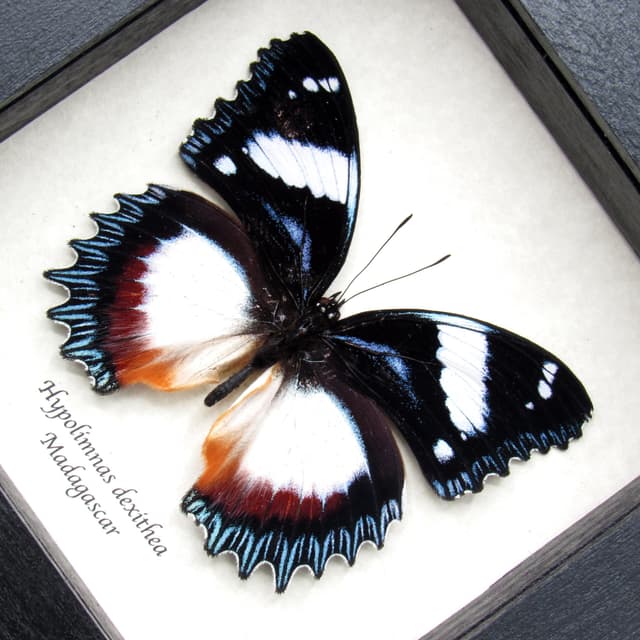 Real framed Madagascar Diadem taxidermy butterfly - Hypolimnas dexithea