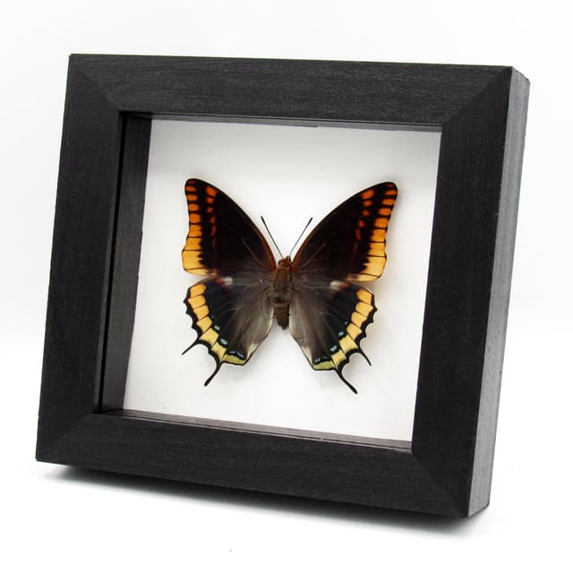 Rare Two-tailed Pasha butterfly framed taxidermy - Charaxes jasius septentrionalis - large female