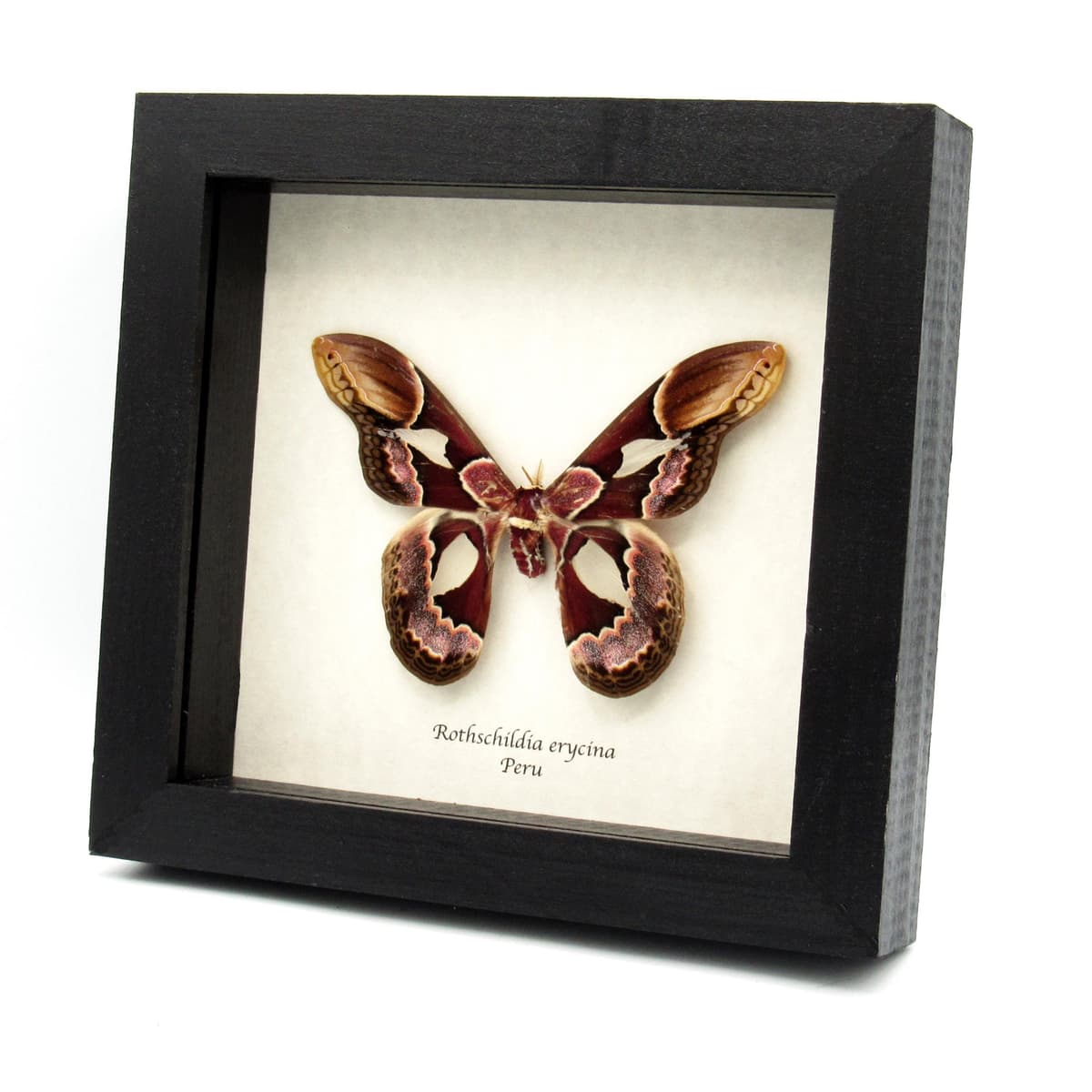 Real Rothschild's Silk moth framed taxidermy - Rothschildia erycina