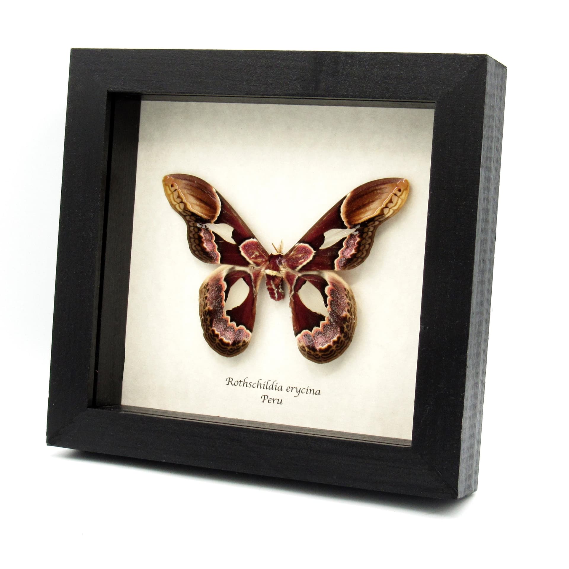 Real Rothschild's Silk moth framed taxidermy - Rothschildia erycina