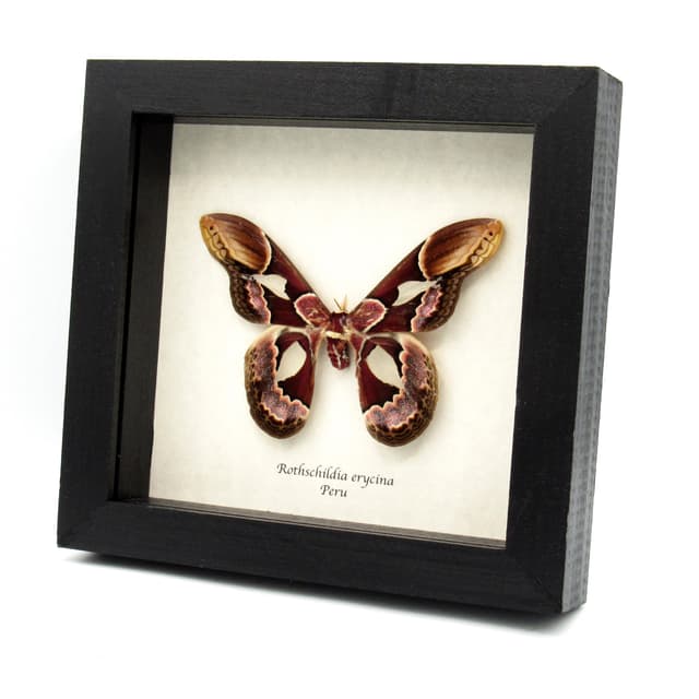 Real Rothschild's Silk moth framed taxidermy - Rothschildia erycina