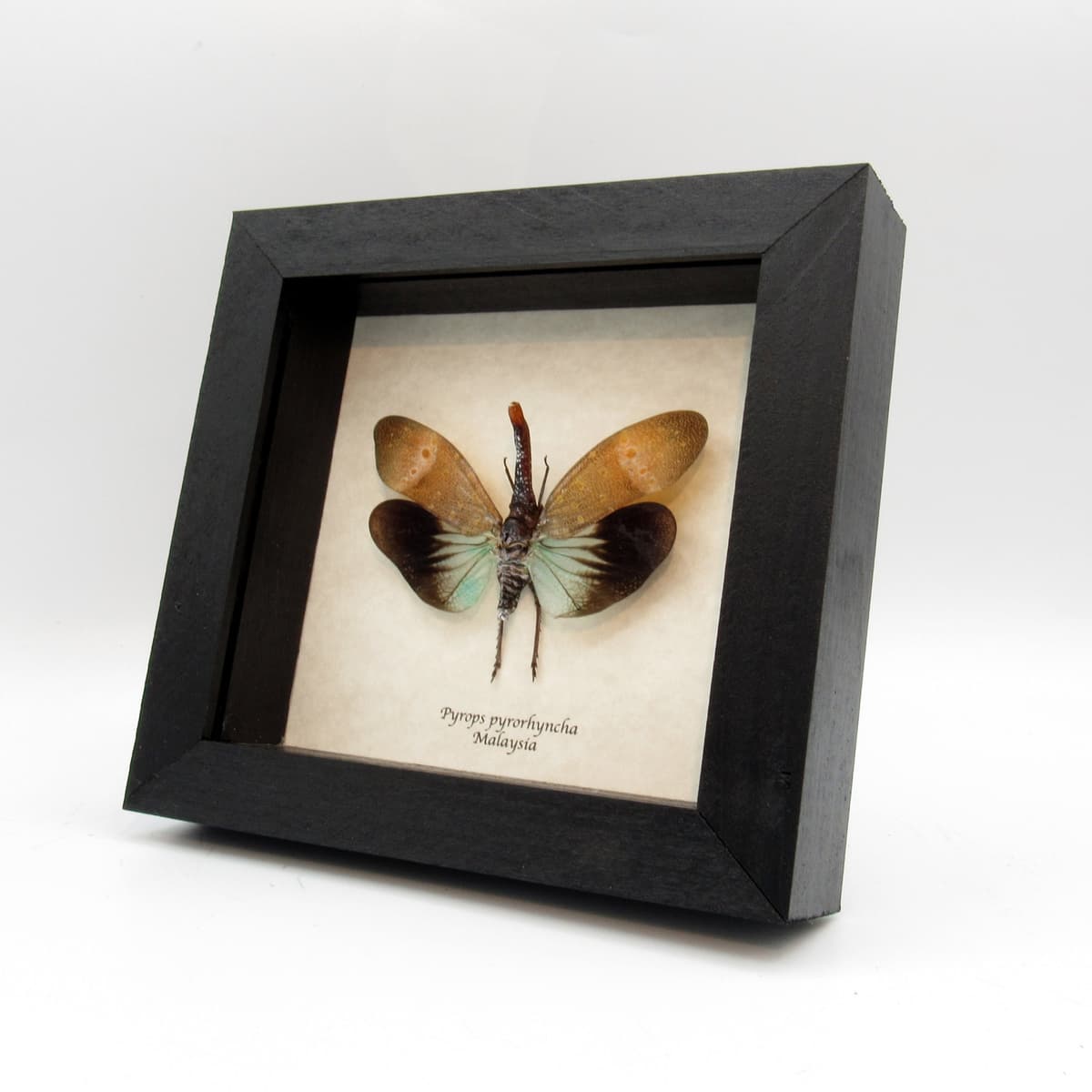 Real blue Lanternfly framed taxidermy - Pyrops pyrorhyncha