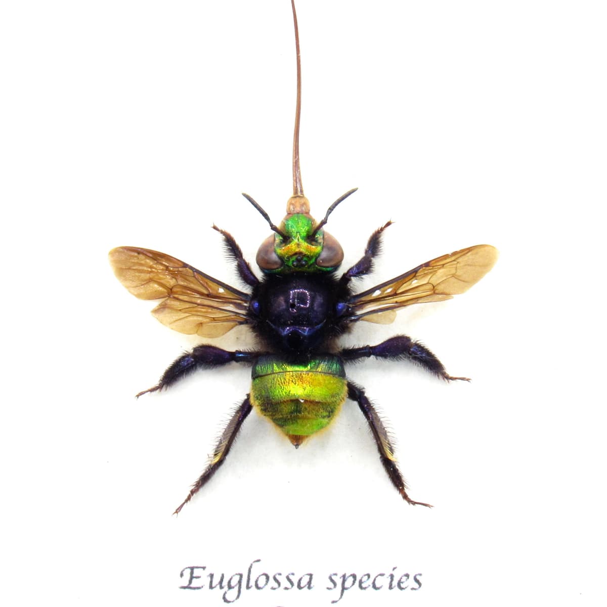 Rare XL green metallic Orchid Bee framed taxidermy - Euglossa species - extended proboscis