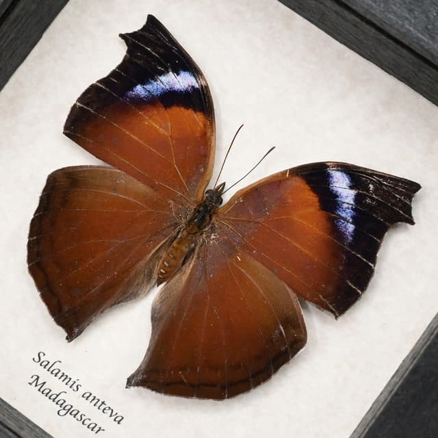 Real framed taxidermy butterfly - Salamis anteva