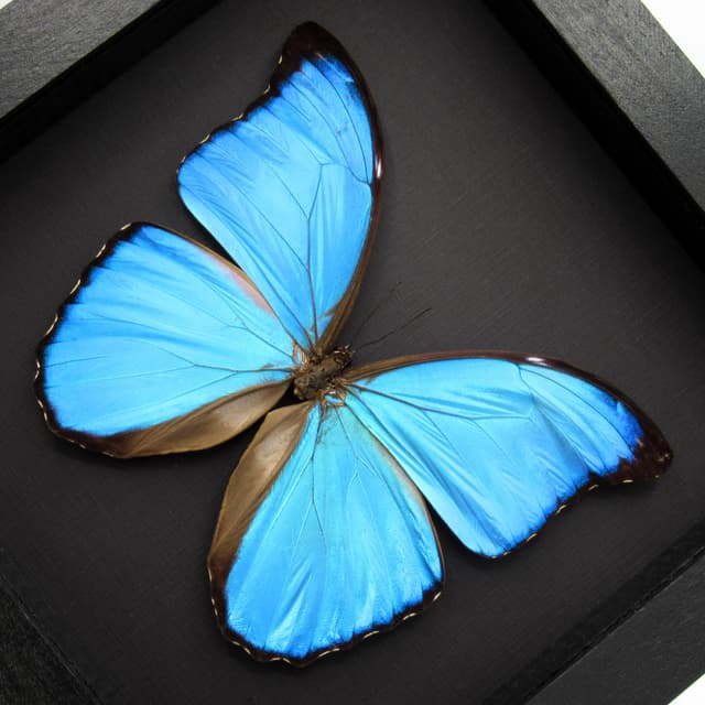 Real large metallic blue Morpho butterfly framed taxidermy - Morpho menelaus alexandrovna