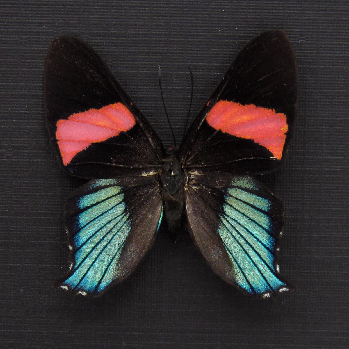 Rare Metalmark butterfly framed taxidermy - Ancyluris miranda