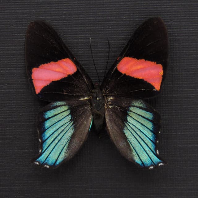 Rare Metalmark butterfly framed taxidermy - Ancyluris miranda