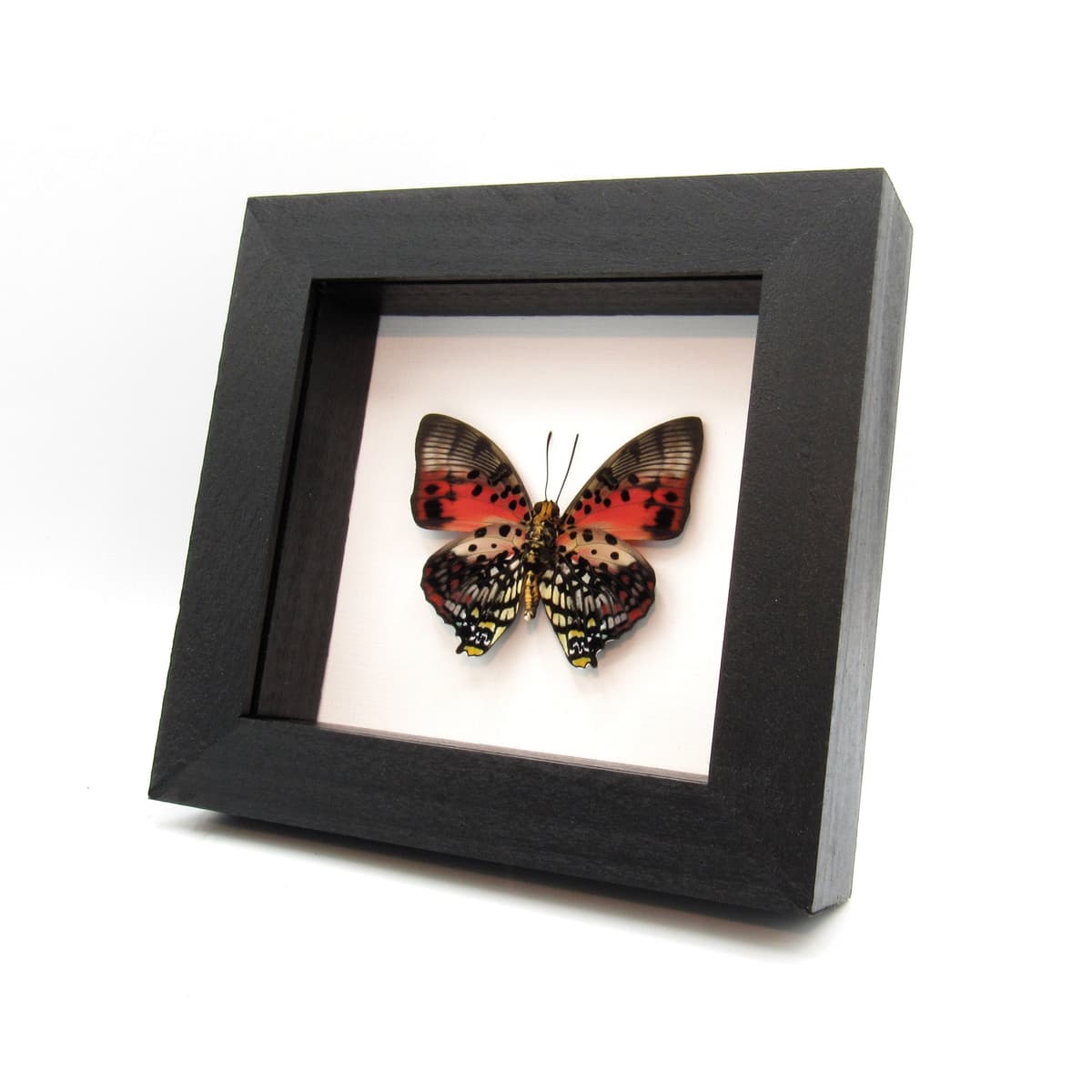 Real framed taxidermy butterfly - Charaxes zingha