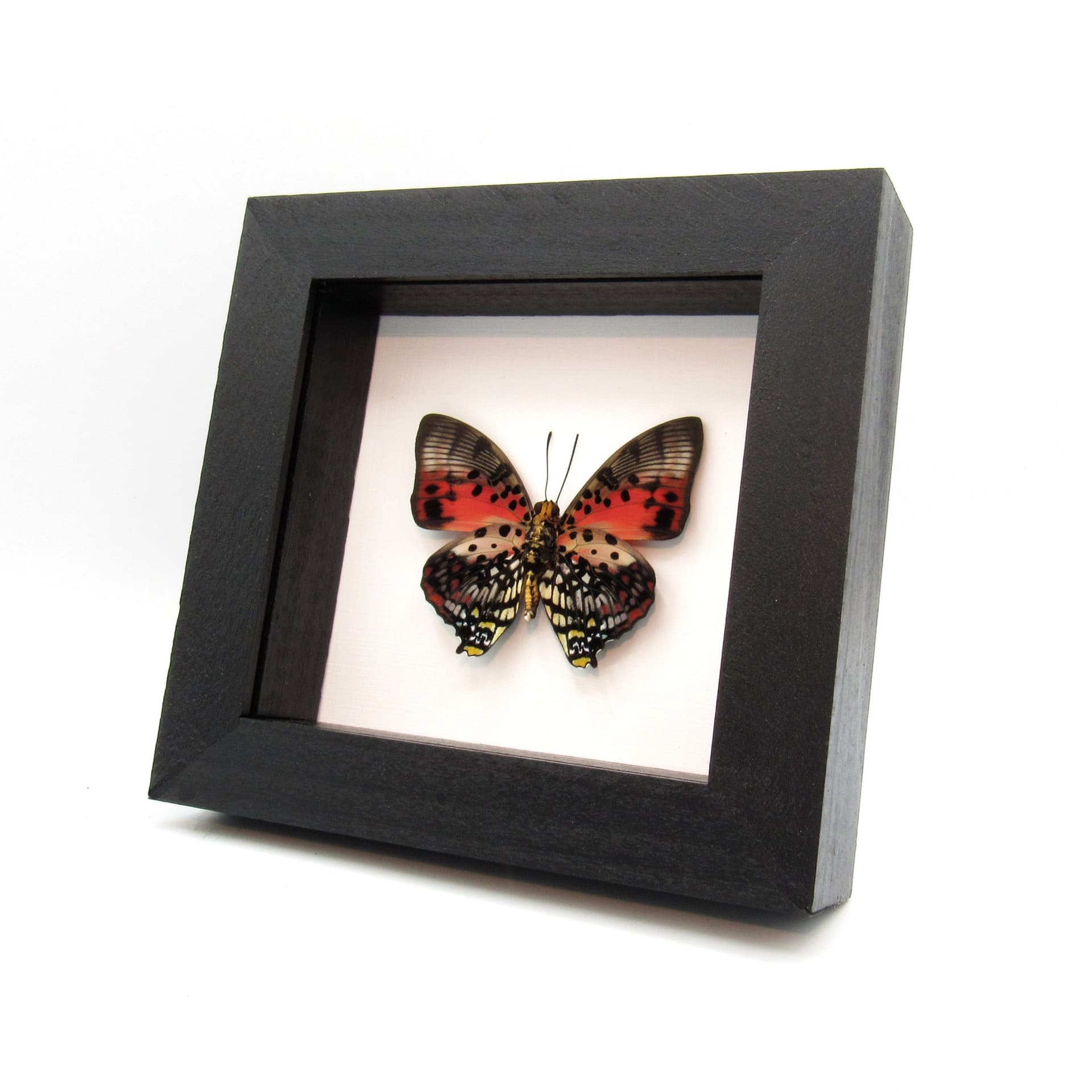 Real framed taxidermy butterfly - Charaxes zingha