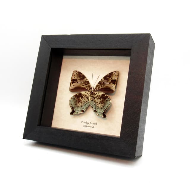 Real framed taxidermy butterfly - Prothoe franck