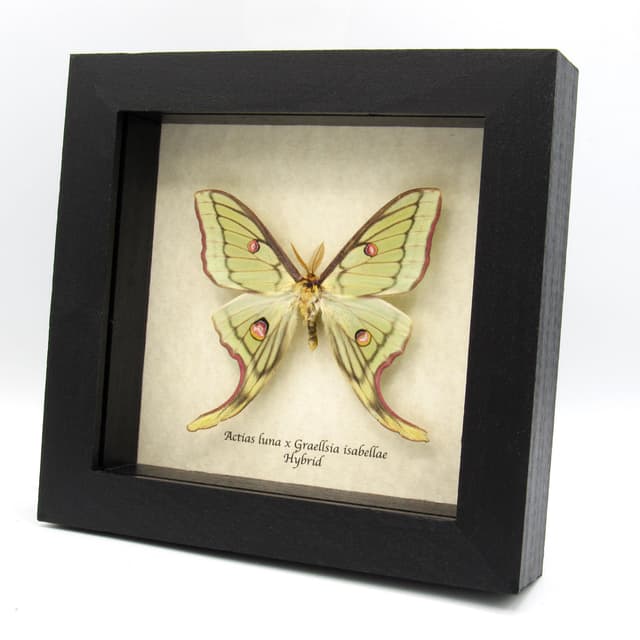 Very rare Hybrid Moon moth framed specimen - Actias luna x Graellsia isabellae