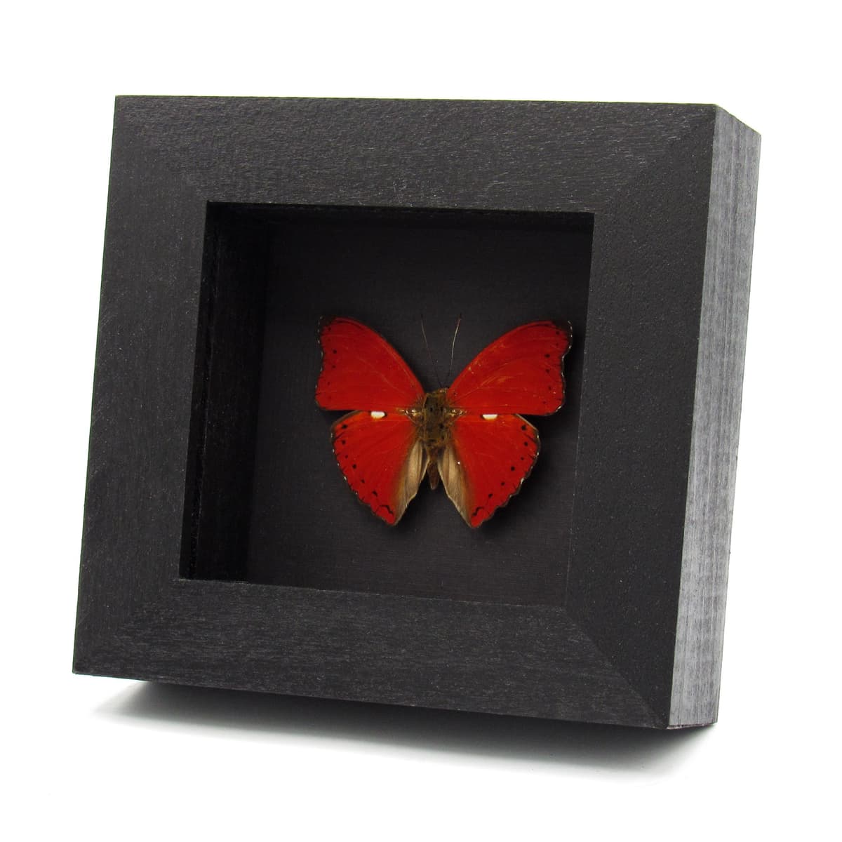 Real Red Glider butterfly framed taxidermy - Cymothoe excelsa