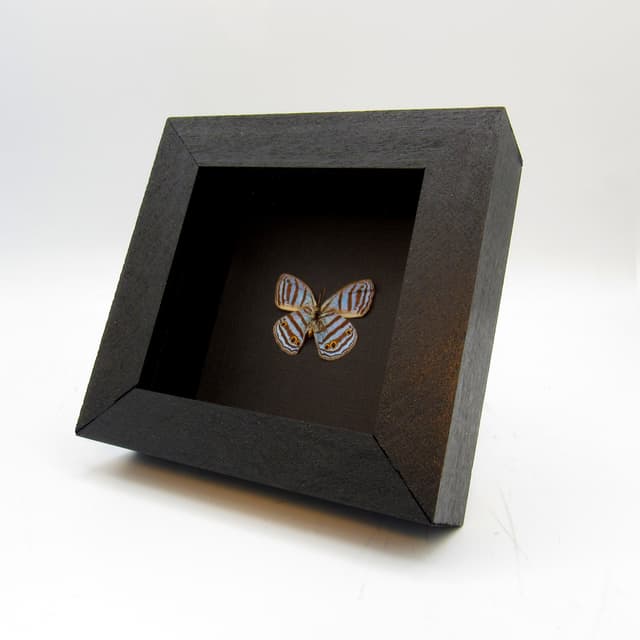 Rare tiny blue Satyrid butterfly framed taxidermy - Caeruleuptychia caerulea