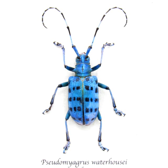 Rare blue Longhorn beetle framed taxidermy - Pseudomyagrus waterhousei - female