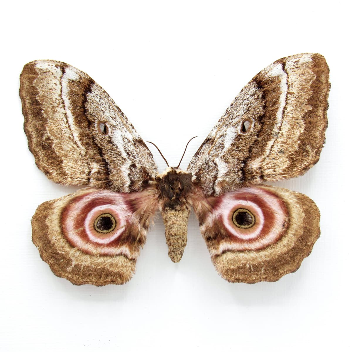 Rare Speckled Emperor moth framed taxidermy - Gynanisa maja - female