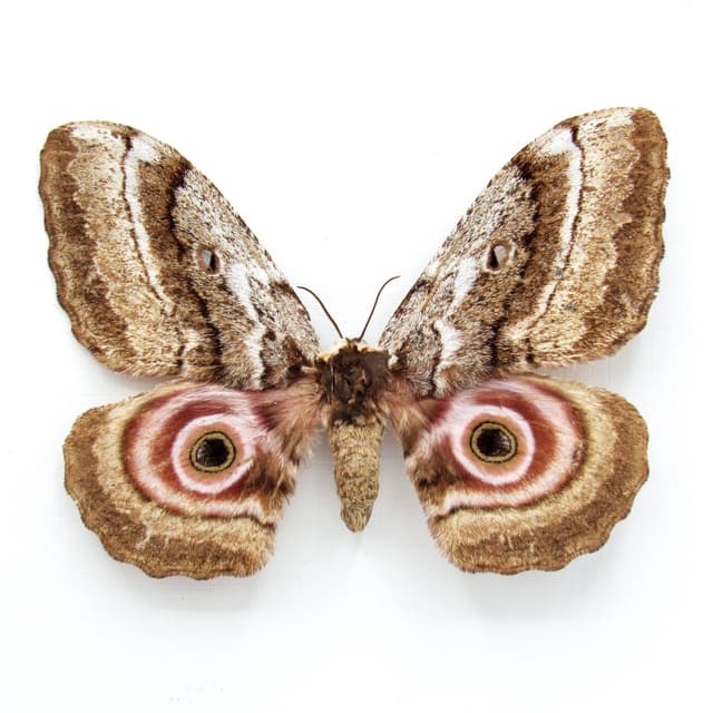 Rare Speckled Emperor moth framed taxidermy - Gynanisa maja - female