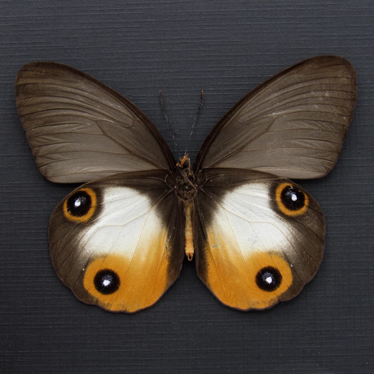 Rare large orange Owl butterfly framed taxidermy - Taenaris onolaus