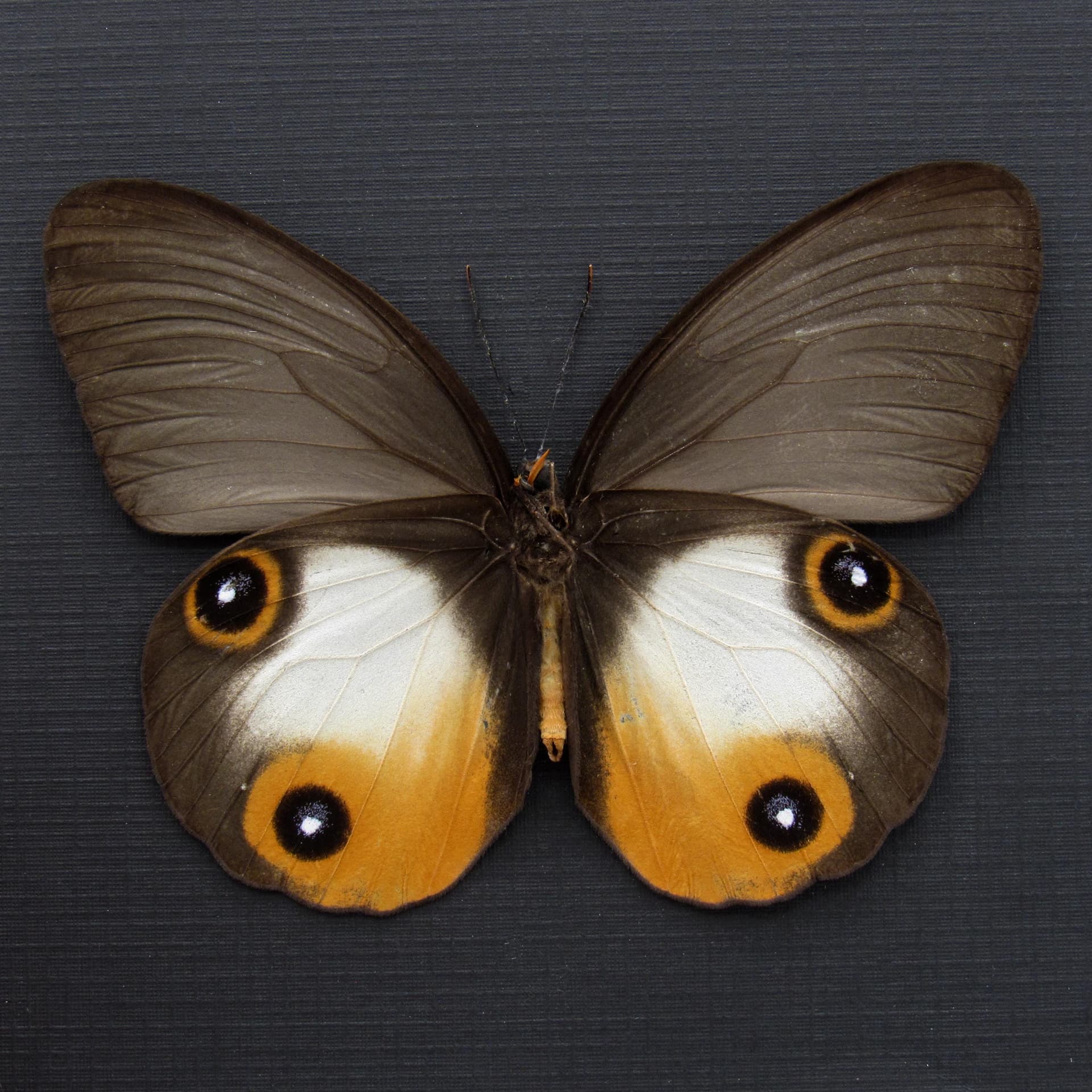 Rare large orange Owl butterfly framed taxidermy - Taenaris onolaus