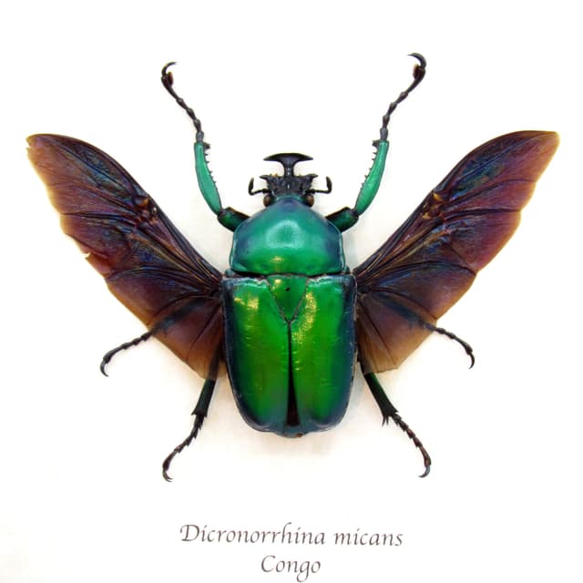Large green African Scarab beetle framed taxidermy - Dicronorrhina micans