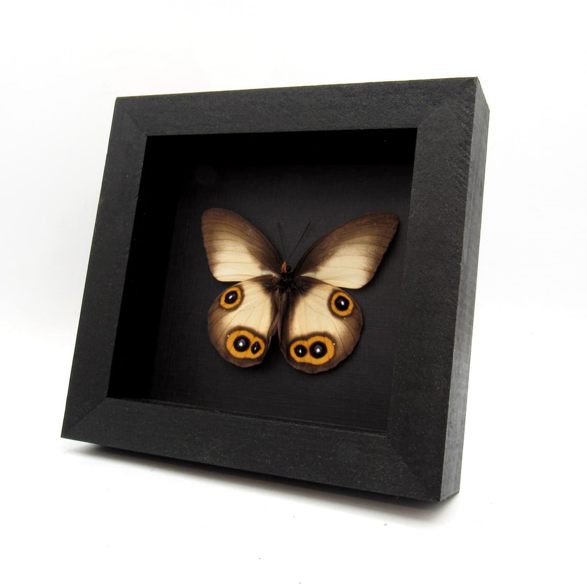 Real Owl butterfly framed taxidermy - Taenaris domitilla