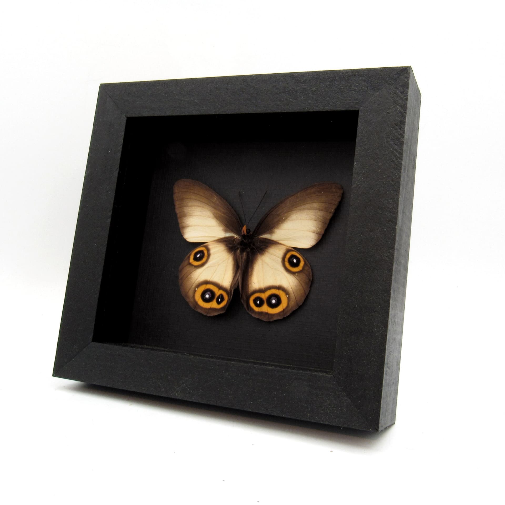 Real Owl butterfly framed taxidermy - Taenaris domitilla