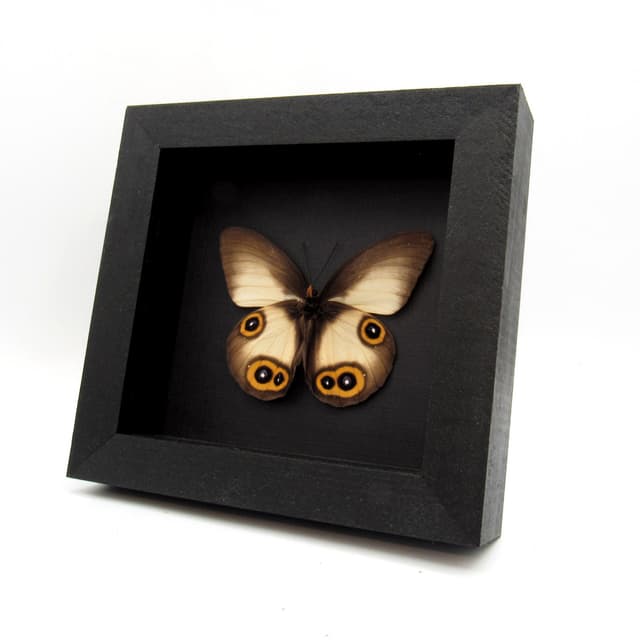 Real Owl butterfly framed taxidermy - Taenaris domitilla